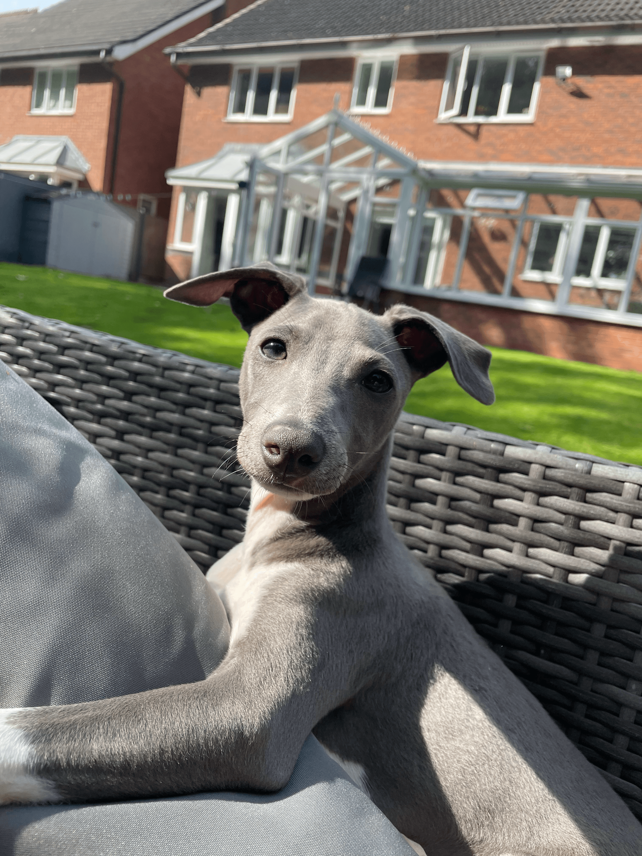 Stan the Italian Greyhound