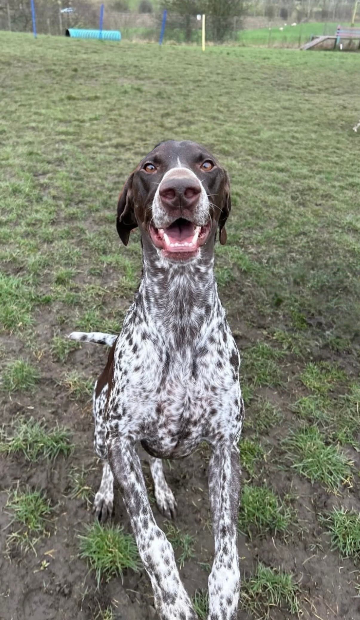 Billy the German Shorthaired Pointer