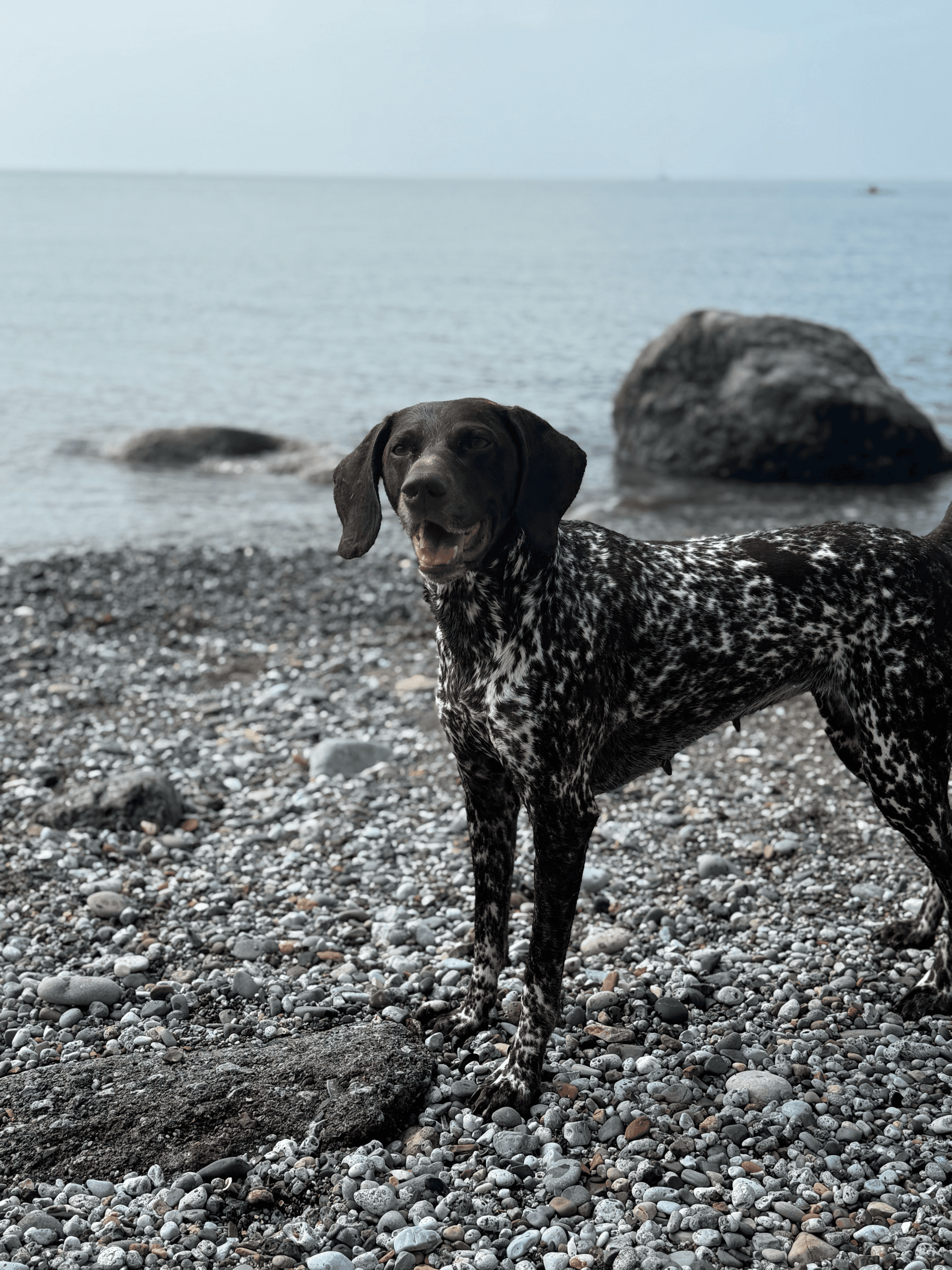 Blue the German Shorthaired Pointer