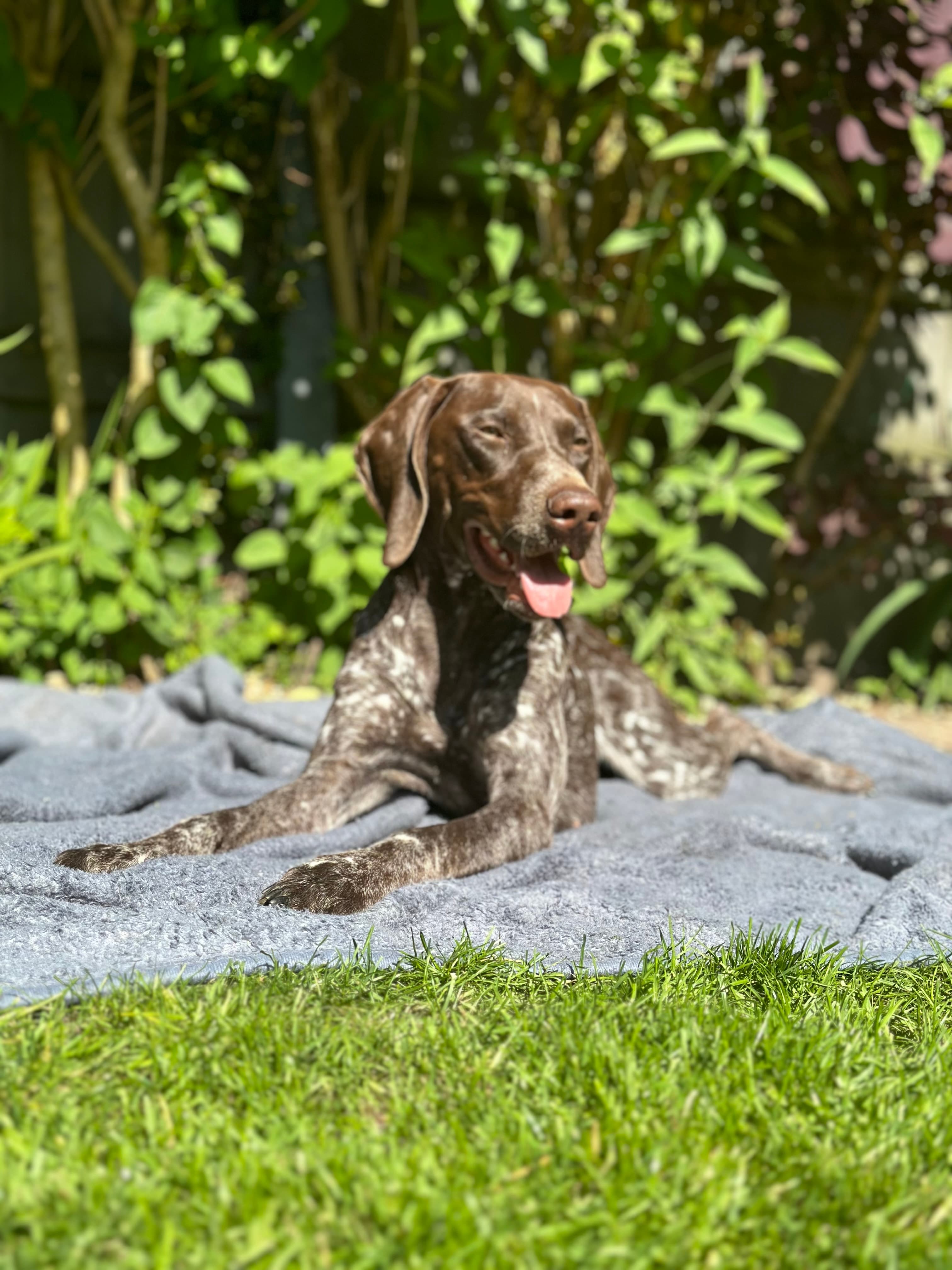 Piper the German Shorthaired Pointer